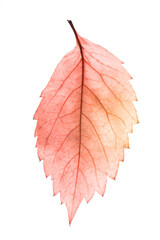 beautiful colored leaf isolated on white background © Fotograf