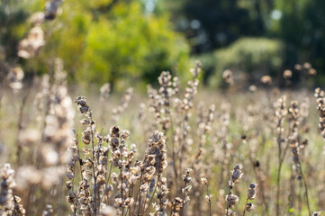 Autumn background with dry grass on a forest background.