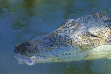 Hungry crocodile with flesh in the mouth