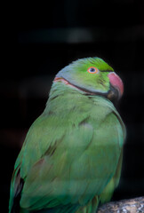 Closeup view of beautiful green parrot