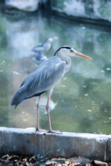 Great blue heron at the lake