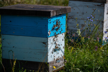 Detail of crowded gate into wooden bee hive. Bees arriving with legs wrapped by yellow pollen. Bees leaving hive and flying for new batch of pollen. Production of sweet honey. Bees working hard