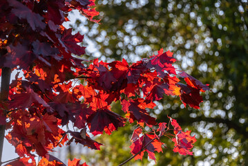 Autumn background with red maple leaves against the backdrop of the light of the setting sun.