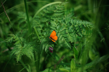 A butterfly on a stem among lush green grass. Forest insects. Photo of nature.