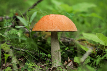 Big boletus. Photo of autumn mushrooms in the forest among the grass and foliage.
