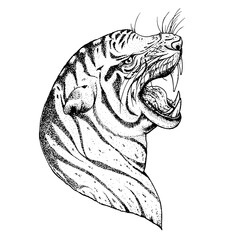 Tiger face sketch, vector illustration. Hand drawn. Tiger angry portrait. Vector illustration.