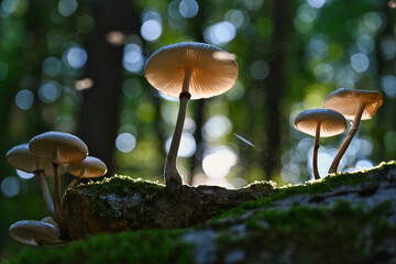 Pilze im Wald bei tief stehender Sonne im Herbst © Valentin Si