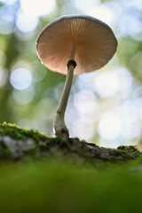 Ansicht unter den Schirm von einem Pilz im Wald bei tief stehender Sonne im Herbst