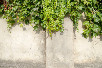 Light dirty cement wall from above overgrown with fresh bright green plants with large and small leaves