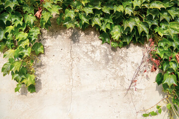 Light dirty old wall with cracks in paint overgrown with bright green plants with carved leaves and green berries in the form of a frame of branches