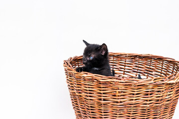 adorable black kitten with blue eyes in wooden basket isolated