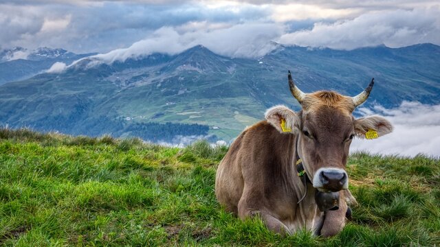 Schweizer Bergkuh auf Alp