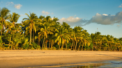 Coastline with beautiful Palm trees at sunset times