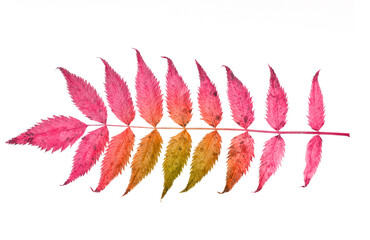 beautiful colored leaf isolated on white background © Fotograf