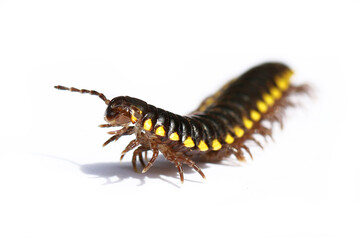 yellow spotted millipede  Harpaphe haydeniana Black millipede  