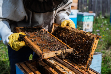 The beekeeper looks after bees, honeycombs full of honey, in a protective beekeeper's suit at apiary. Pure natural product from bee hive, yellow golden honey pulled out of beehouse.