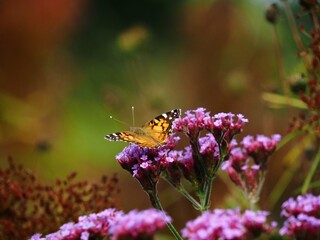 butterfly on purple flowers
