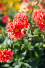 Beautiful orange dahlia at sunlight