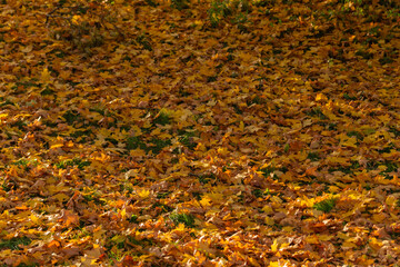 yellow fallen leaves on green grass in autumn
