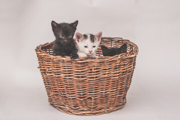 Fototapeta na wymiar three adorable timid black and white kitten with blue eyes in wooden basket isolated