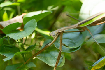 praying mantis on a leaf