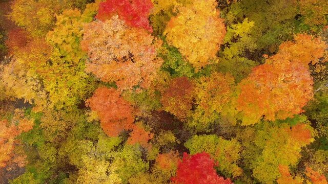 autumn forest treetops flight overhead