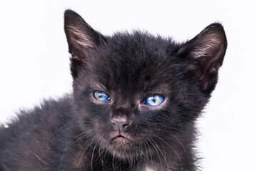 adorable black kitten with blue eyes portrait isolated