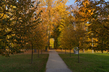 Naklejka premium walking path between trees with yellow leaves in Wilanow park Poland in autumn photo wallpaper