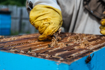 Beekeeper opens the beehouse's cover to take honey out of it