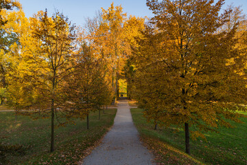 Fototapeta na wymiar road between beautiful yellow autumn trees in the park on a sunny day Wilanow park Poland
