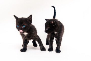 adorable black kitten with blue eyes standing isolated
