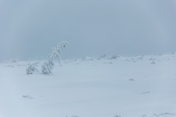 Śnieżyca, widok jak z innej planety. Choinki załamane pod ciężarem śniegu. - obrazy, fototapety, plakaty