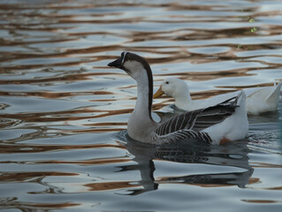 Obraz premium Pond Friends