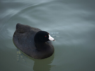 Eurasian Coot (Fulica atra)