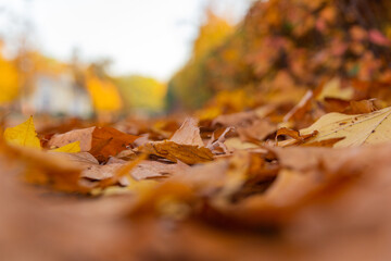 bottom view of fallen yellow leaves in defocus