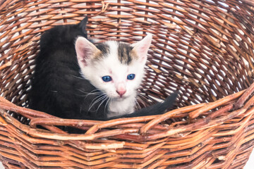 three adorable timid black and white kitten with blue eyes in wooden basket isolated