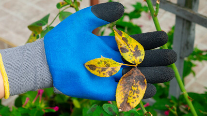 The hand in a garden glove holds a diseased leaf of a rose. Plant disease. Fungal leaves spot...