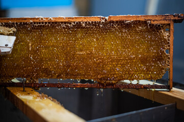 Hand using a scraper to clog honeycombs with honey in a frame. Beekeeper Unseal Honeycomb.
