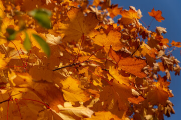Naklejka na ściany i meble bright orange maple leaves on a background of blue sky in autumn, beautiful autumn background, photo wallpaper