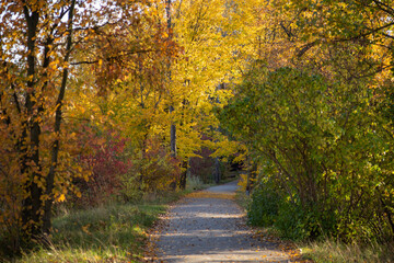 walkway between trees with yellow leaves in the park in autumn