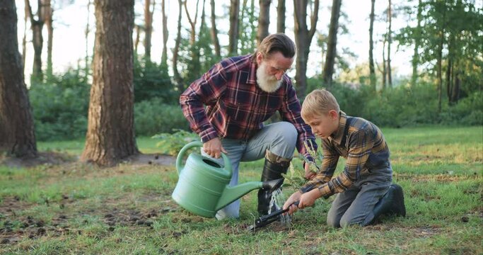 Close view of concentrated hardworking senior bearded granddad which watering green young seedling while his positive 10-aged grandchild sprinkling the ground around it