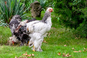 Chicken on green lawn, ecological free breeding, beautiful healthy hen in with access to fresh grass