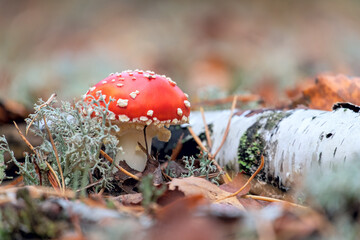 Little fly agaric in the forest asign blured autumn background with copy space. Selective focus