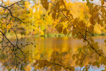 beautiful autumn landscape with a view of the lake from behind the trees