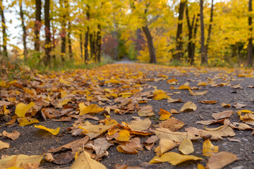 photo below yellow leaves covered the walkway between the trees in the park in autumn photo wallpaper