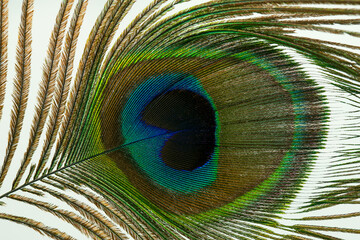 multicolored peacock feather eye, macro, texture