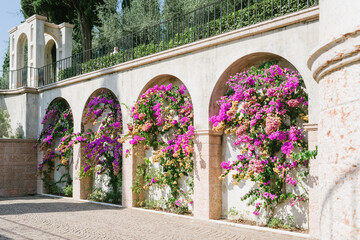 Gardone Riviera, Italy: bougainvillea in the garden of the Vittoriale degli Italiani museum on Lake Garda