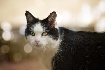 Domestic cat on a farm