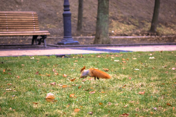 A redheaded fluffy squirrel is jumping in the autumn park and a bench far away, fallen leaves on the green grass