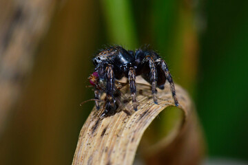 Springspinne (Evarcha arcuata) mit erbeuteter Fliege //  jumping spider with prey